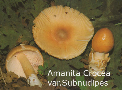 Foto Amanita-Crocea var.Subnudipes