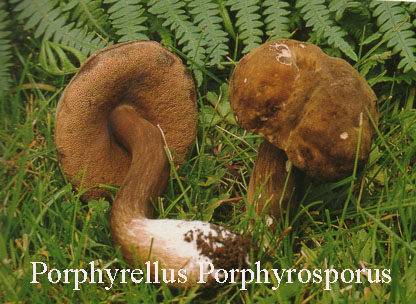 Foto Prophyrellus-Porphyrosporus