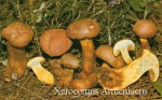 Foto Xerocomus Armeniacus