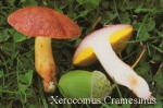 Foto Xerocomus-Cramesinus