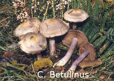 Foto Cortinarius-Betulinus