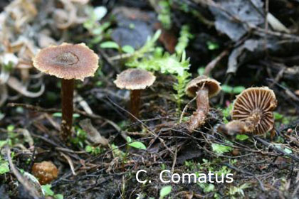 Foto Cortinarius-Comatus