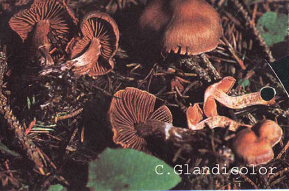 Foto Cortinarius-Glandicolor