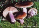 Foto Cortinarius-Mucifloides