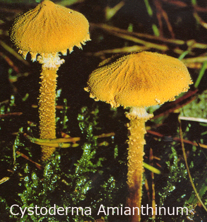 Foto Cystoderma-Amianthinum