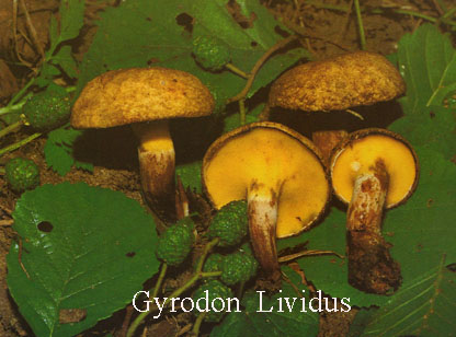 Foto Gyrodon-Lividus