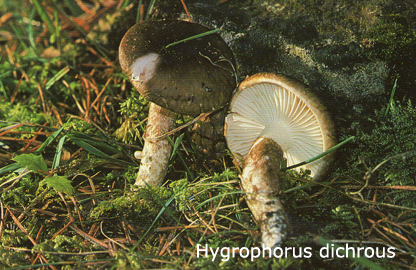Foto Hygrophorus-Dichrous