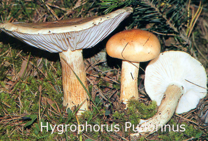 Foto Hygrophorus-Pudorinus