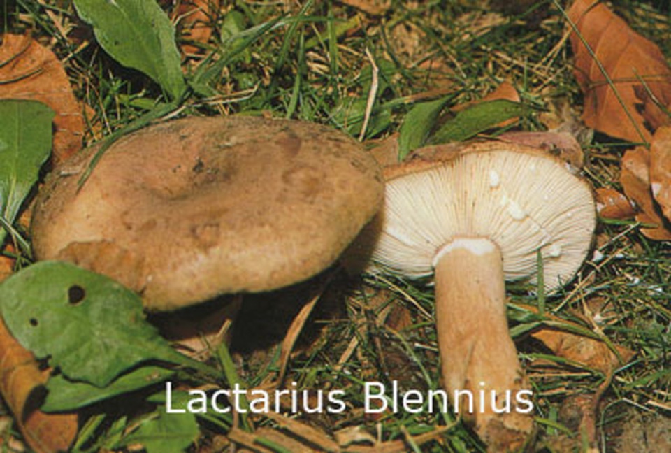 Foto Lactarius-Blennius