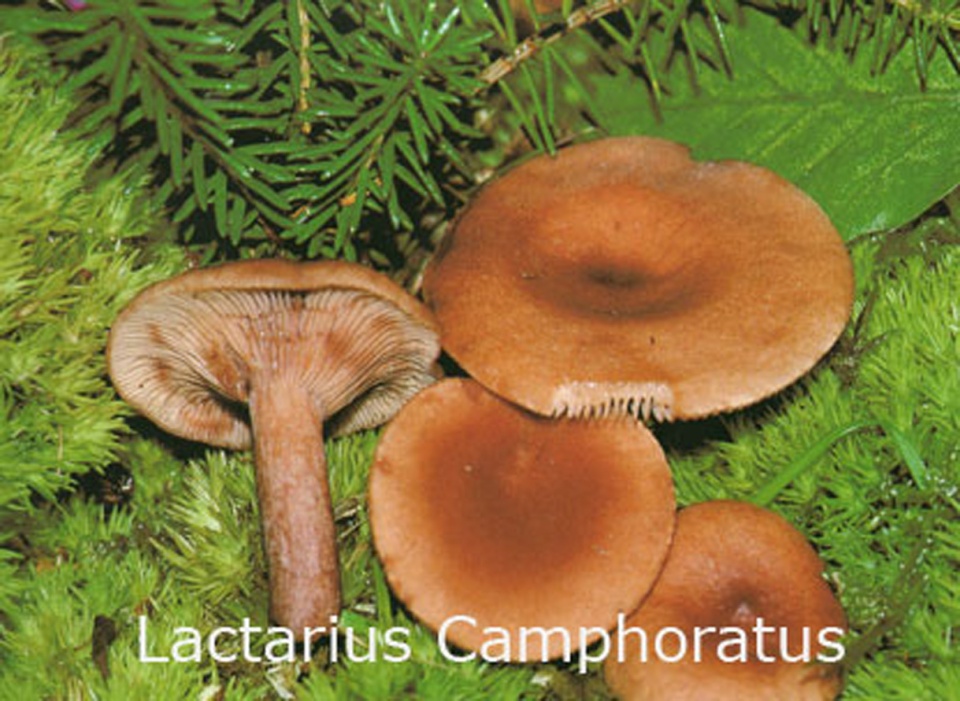 Foto Lactarius-Camphoratus