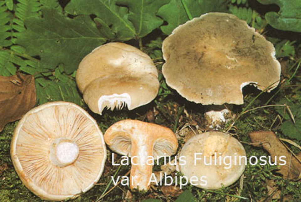 Foto Lactarius-Fuliginosus-v.Alb