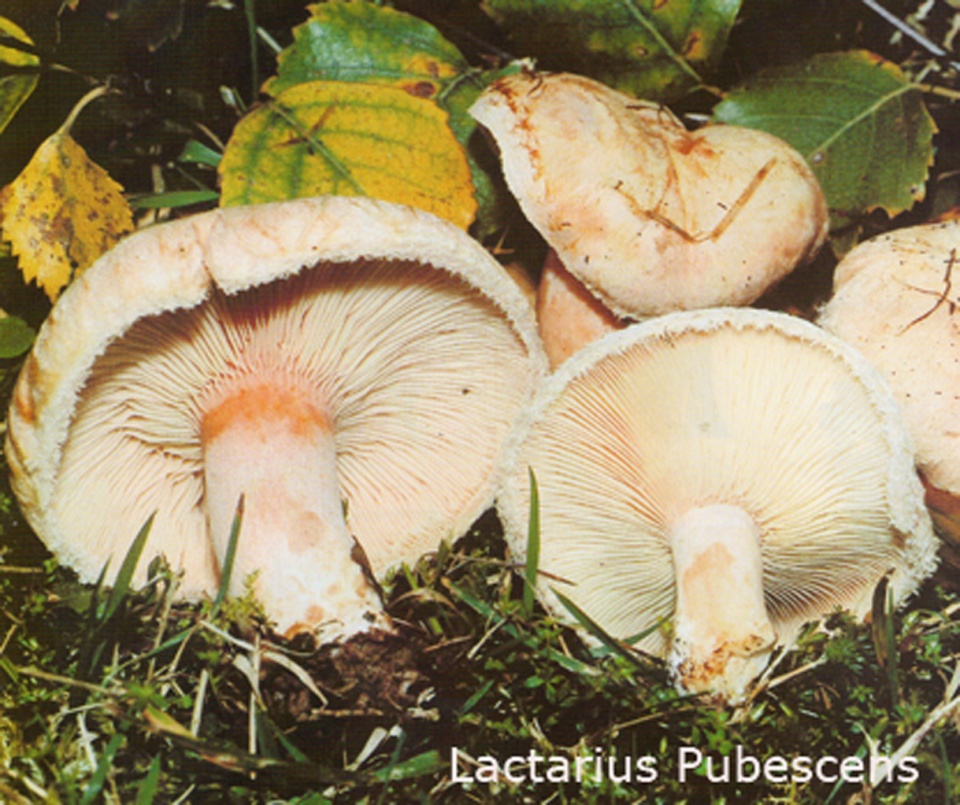 Foto Lactarius-Pubescens