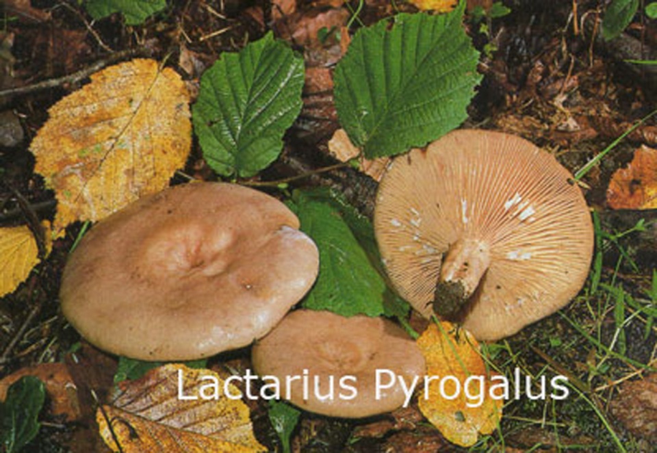 Foto Lactarius-Pyrogalus