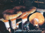 Foto Lactarius-Quieticolor