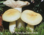 Foto Russula-Claroflava