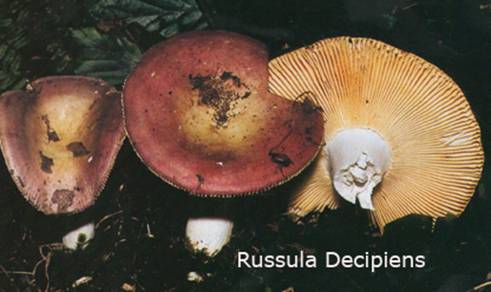 Foto Russula-Decipiens