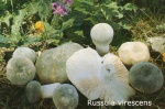 Foto Russula-Virescens