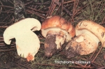 Foto Tricholoma-Colossus