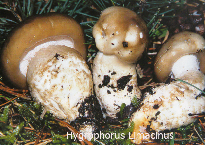 Foto Hygrophorus-Limacinus