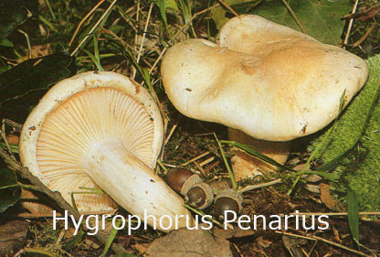 Foto Hygrophorus-Penarius