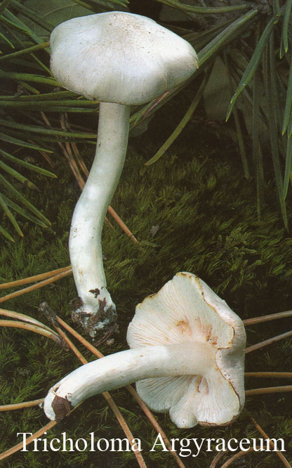 Foto Tricholoma-Argyraceum