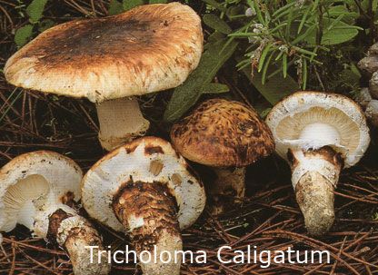 Foto Tricholoma-Caligatum