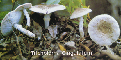 Foto Tricholoma-Cingulatum
