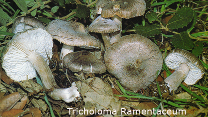 Foto Tricholoma-Ramentaceum