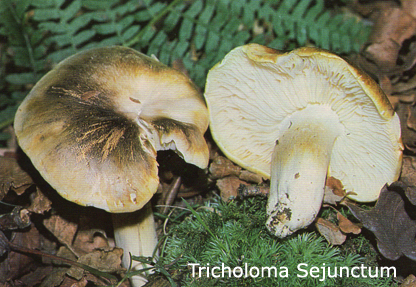 Foto Tricholoma-Sejunctum