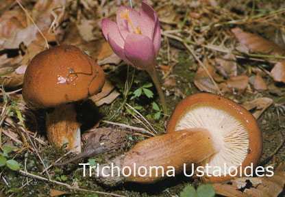 Foto Tricholoma-Ustaloides