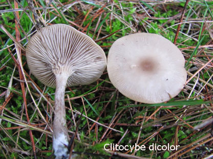 Foto Clitocybe-Dicolor