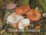 Foto Clitocybe-Sinopica