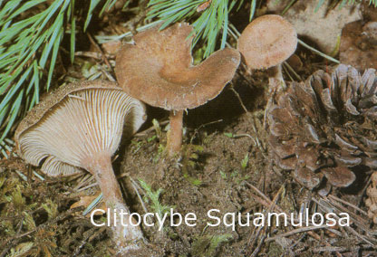 Foto Clitocybe-Squamulosa