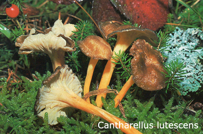 Foto Cantharellus-Lutescens