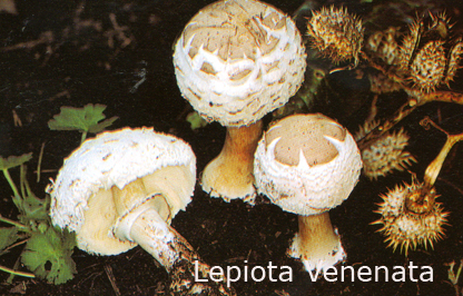 Foto Lepiota-Venenata