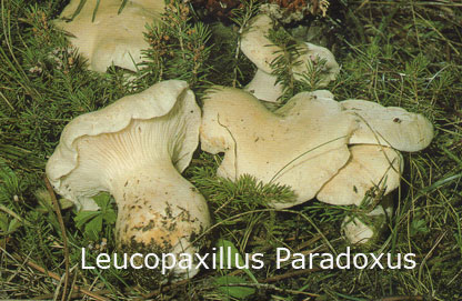 Foto Leucopaxillus-Paradoxus