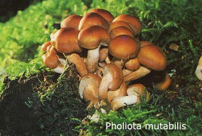 Foto Pholiota-Mutabilis