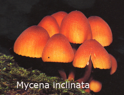 Foto Mycena-Inclinata